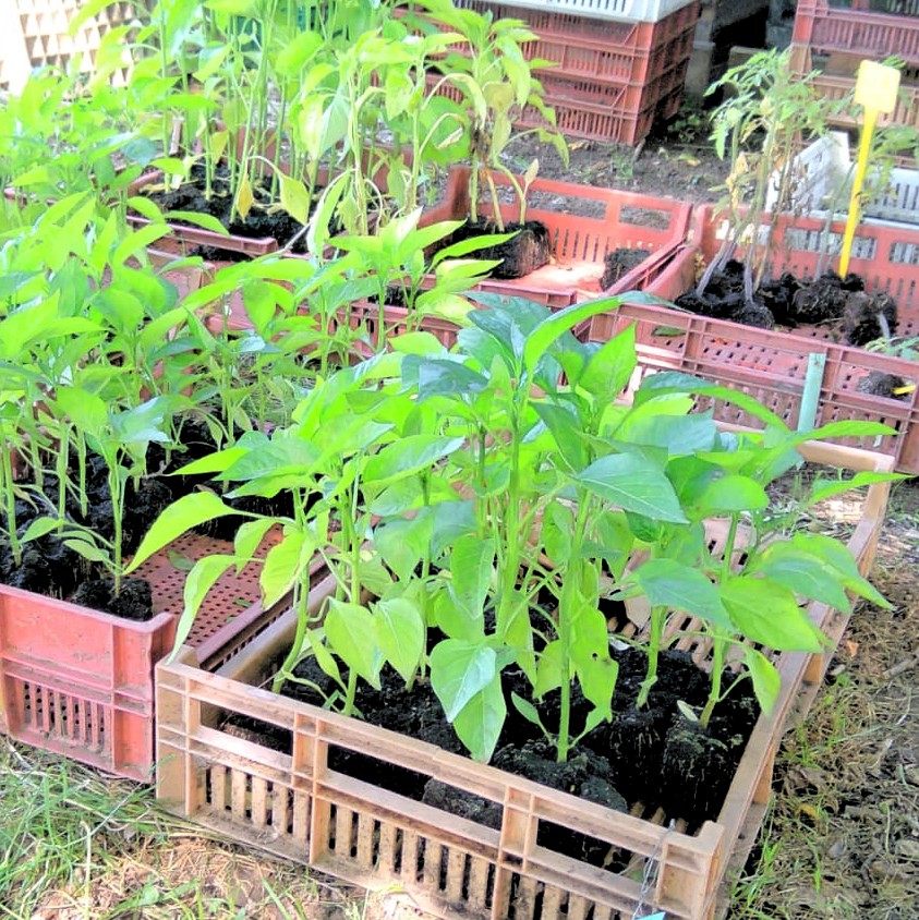 plants.jpg